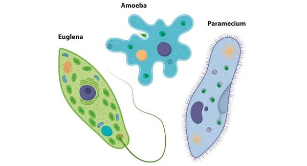 Reino protista - Escolar - ABC Color