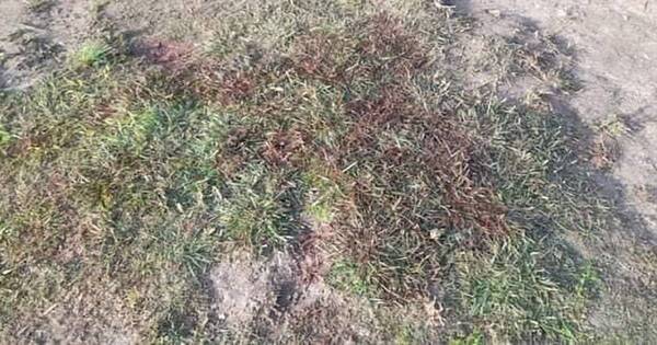 La Nación / Ronda de tragos terminó con el asesinato de un joven en Ñeembucú
