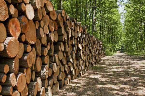 Paraguay avanza en la construcción del Plan Nacional de Restauración Forestal