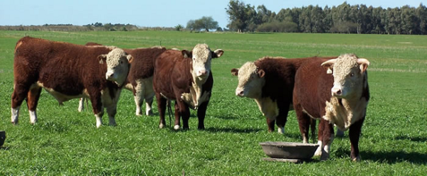 En Uruguay proyectan leve aumento del stock bovino en 2023