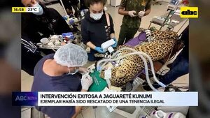 Video: Intervención exitosa a Jaguareté Kunumi - ABC Noticias - ABC Color
