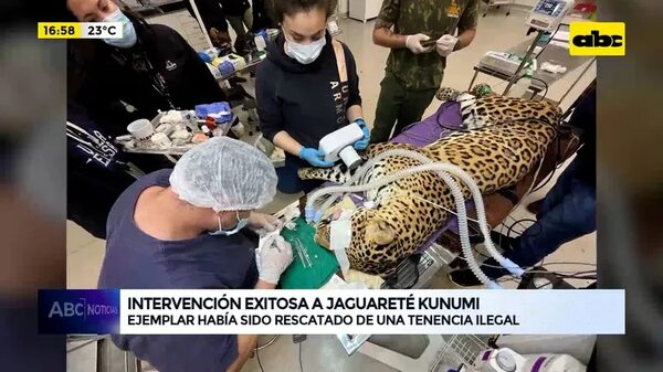 Video: Intervención exitosa a Jaguareté Kunumi - ABC Noticias - ABC Color