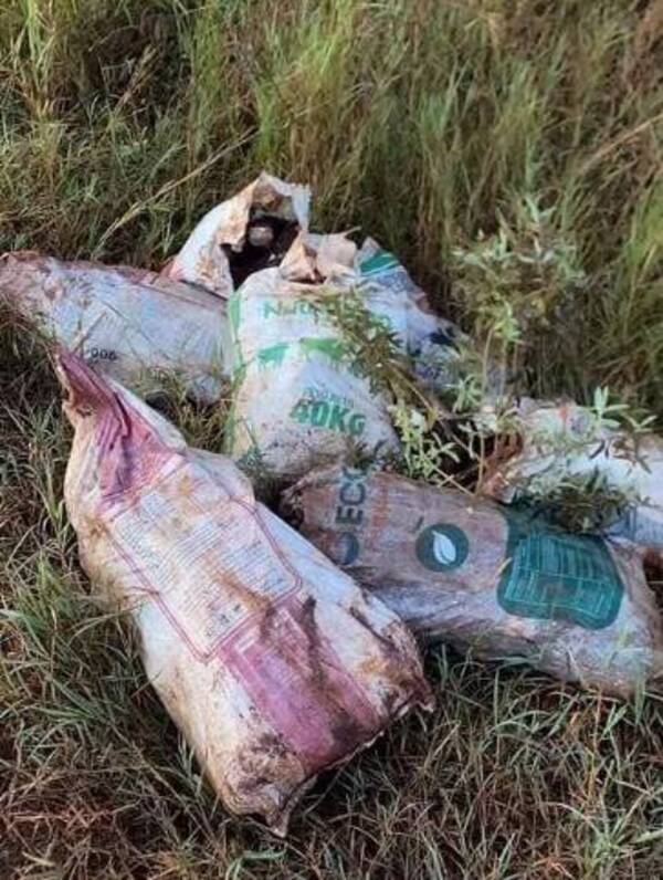Entraron en kokue ajeno a robar mandioca y fueron "corregidos"