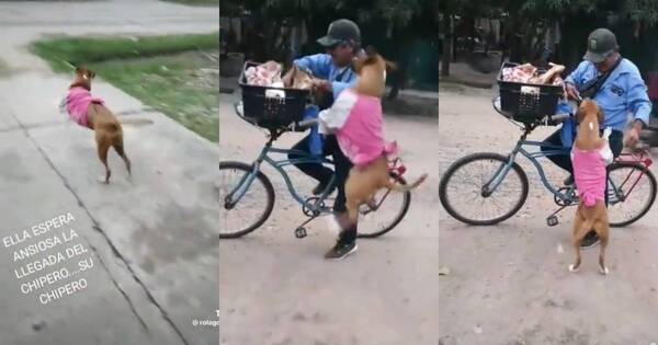 La Nación / Viral: perrita es “cliente fiel” del chipero que pasa frente a su casa