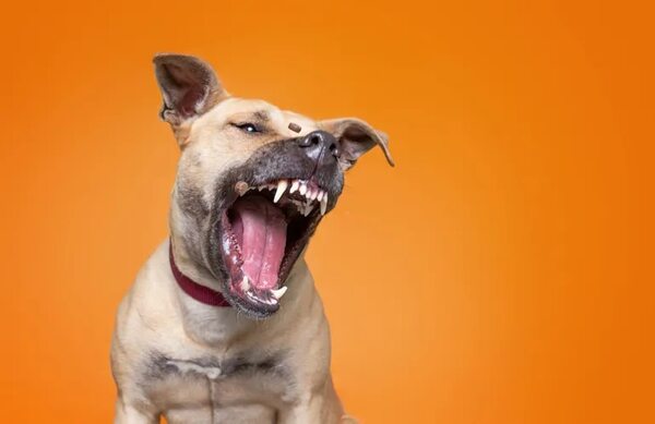 Cinco razas de perros bravos, ideales para ser guardianes de tu casa y familia - Mascotas - ABC Color