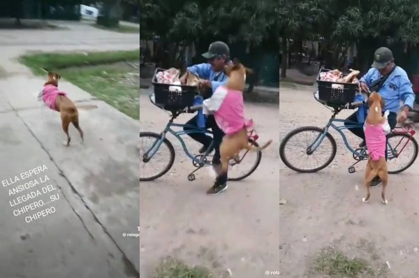Viral: perrita es “cliente fiel” del chipero que pasa frente a su casa