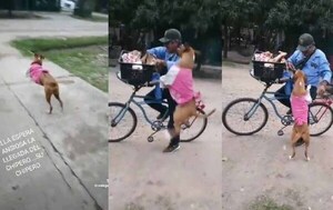 Perrita tiene a su vendedor favorito de chipa y lo espera todos los días a la misma hora – Prensa 5