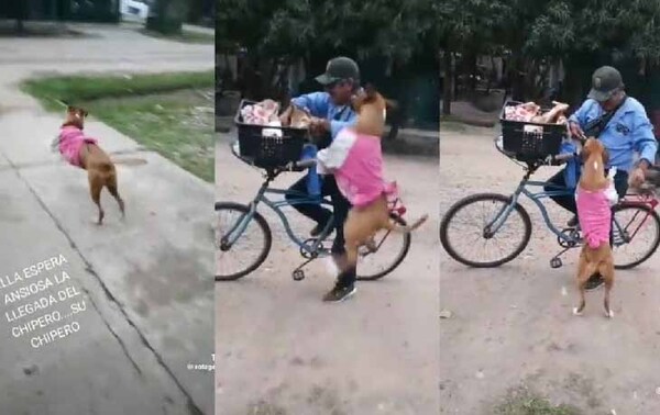 Perrita tiene a su vendedor favorito de chipa y lo espera todos los días a la misma hora – Prensa 5