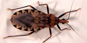 El mal de Chagas puede dañar el corazón, el intestino y el sistema nervioso central - Nacionales - ABC Color