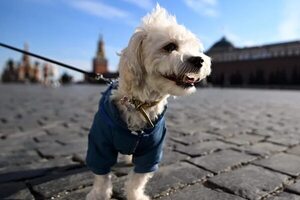 Perritos protegidos en invierno - Mascotas - ABC Color