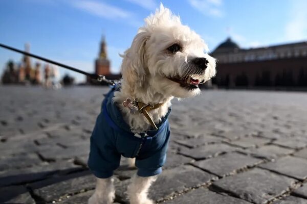 Perritos protegidos en invierno - Mascotas - ABC Color