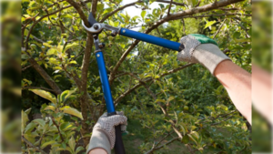 Poda mortal: karai cayó de lo alto de un árbol y murió
