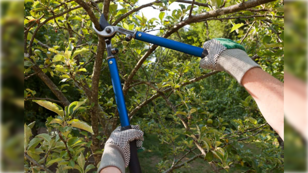 Poda mortal: karai cayó de lo alto de un árbol y murió