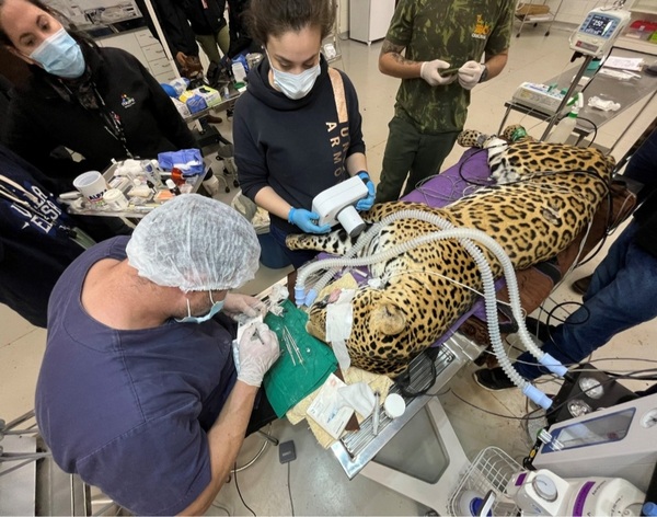Someten a exitoso tratamiento odontológico a jaguareté del Centro Ambiental de Itaipú