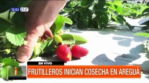 Inicia la cosecha de frutillas en Areguá | Telefuturo