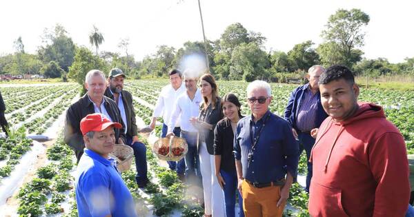 La Nación / ¡Ya están las frutillas! Productores listos para recibir a visitantes