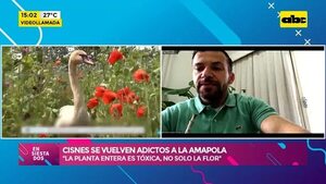 Video: Cisnes se vuelven adictos a la amapola - Ensiestados - ABC Color