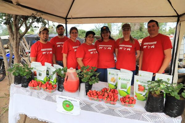 Productores iniciaron de manera temprana la cosecha de frutilla 2023