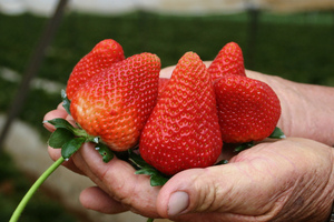 México colabora con EE.UU. en investigación sobre brote de hepatitis tipo A en frutillas - MarketData
