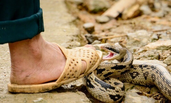 Piden donantes de sangre para hombre que fue mordido por una serpiente