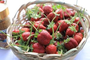 Productores iniciaron de manera temprana la cosecha de frutilla 2023 - ADN Digital