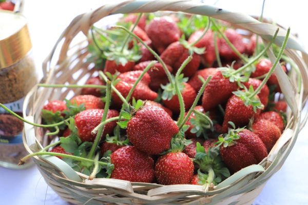 Productores iniciaron de manera temprana la cosecha de frutilla 2023 - ADN Digital