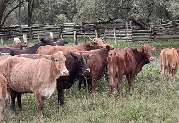 Fiscalía allanó estancia y recuperó una veintena de animales robados en Villa Hayes - Policiales - ABC Color