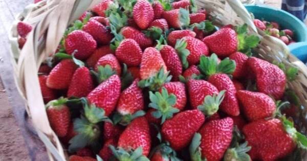 La Nación / Inician cosecha temprana de frutilla