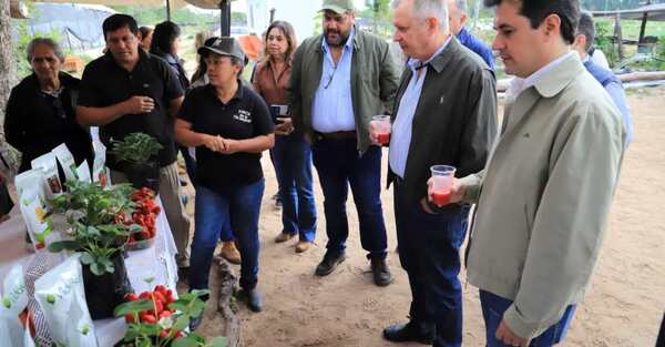 Productores de Areguá iniciaron la cosecha de frutilla 2023