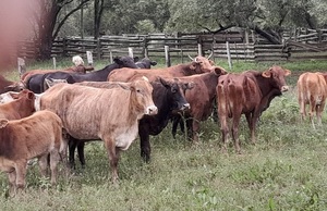 Recuperan decenas de animales bovinos e imputan a presunto abigeo