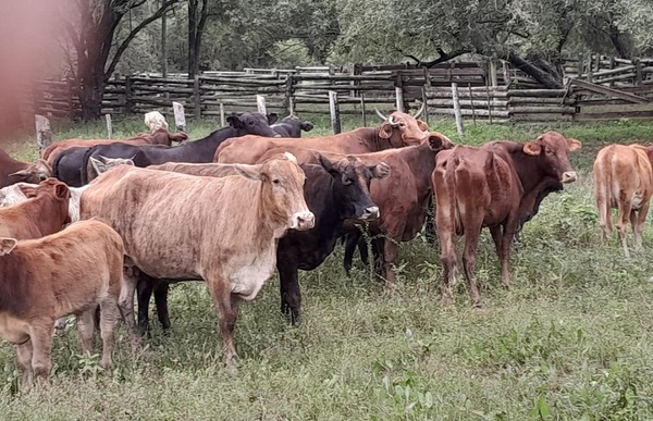 Recuperan decenas de animales bovinos e imputan a presunto abigeo