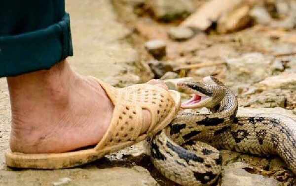 Piden donantes de sangre para hombre que fue mordido por una serpiente en San José de los Arroyos – Prensa 5