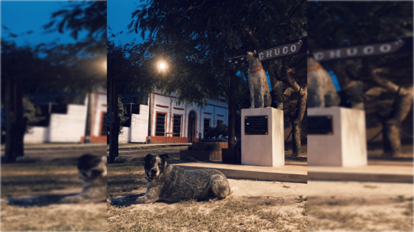 La historia de Chuco: el perro argentino que cruzó el río Paraguay para vivir en nuestro país