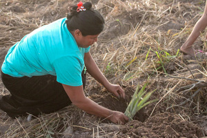 Comunidades plantaron árboles nativos del Chaco en Carmelo Peralta