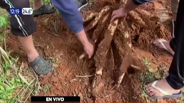 Cosechan una mandioca de 18 kilos en Misiones - Noticias Paraguay