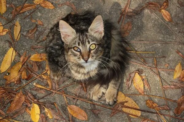 ¿Cómo es el tratamiento de la toxoplasmosis? - Mascotas - ABC Color