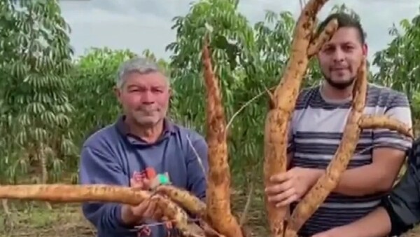 PRODUCTOR COSECHA MANDIOCA DE HASTA 18 KILOS EN MISIONES