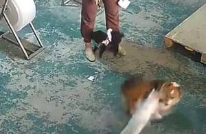 El “gato justiciero” que defiende a “los perros indefensos” es sensación en redes
