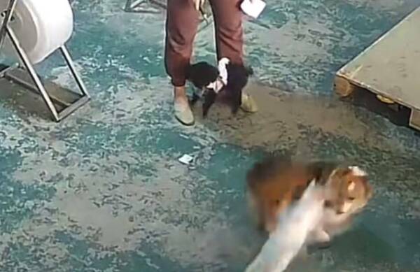 El “gato justiciero” que defiende a “los perros indefensos” es sensación en redes
