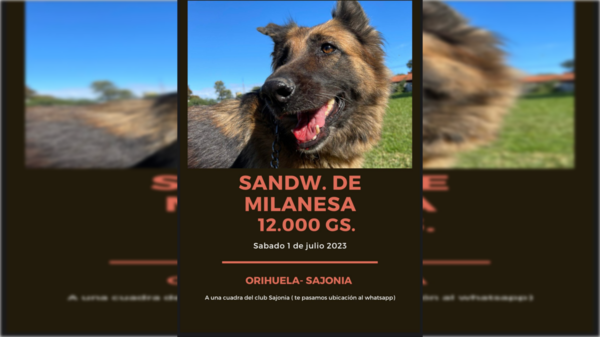 Sandwich de milanesa para salvar a Olivia
