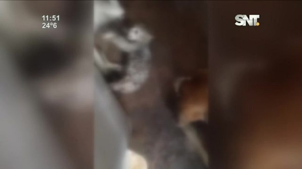 Indignante: ¡Brutal ataque de perros a un gato! - SNT