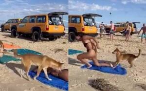 [VIDEO] Mientras tomaba sol, un firulais ñaró le mordió las pompis
