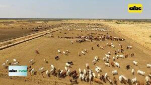 Video: Preparan Día de la Ganadería Chaqueña 2023   - ABC Rural - ABC Color