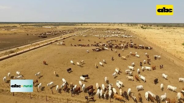 Video: Preparan Día de la Ganadería Chaqueña 2023 - ABC Rural - ABC Color