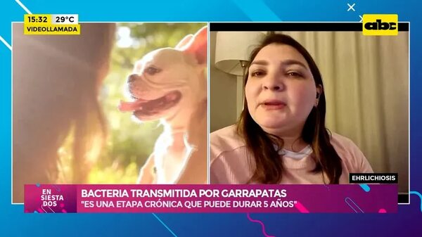 Video: Ehrlichiosis, bacteria transmitida por garrapatas - Ensiestados - ABC Color