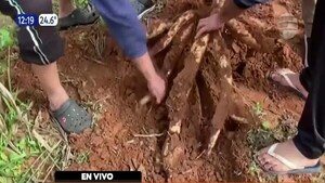 Cosechan una mandioca de 18 kilos en Misiones