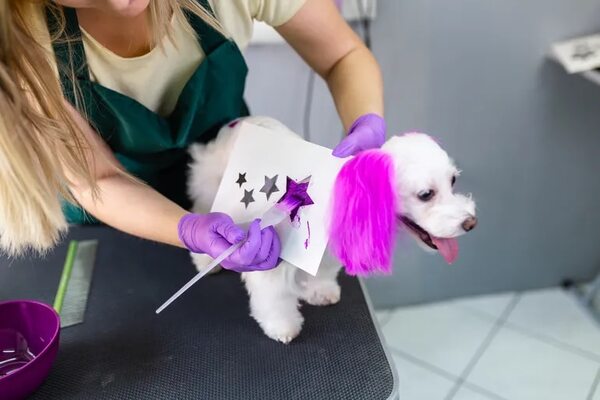Un tema peliagudo: ¿Está bien teñirle el pelo al perro? - Mascotas - ABC Color