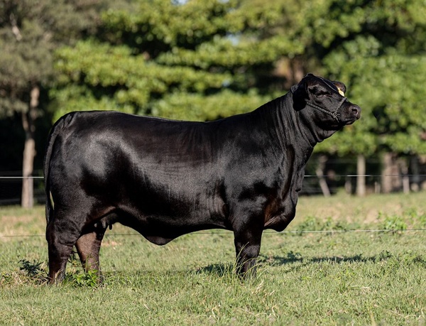 Vaca de Pukavy y La Huella fue valuada en más de 155 mil dólares, precio histórico para el país