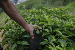 La producción de café de Colombia cayó un 21 % en mayo por lluvias - MarketData
