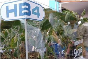 Inbio ensaya la nueva soja HB4, tolerante a sequía - Nacionales - ABC Color